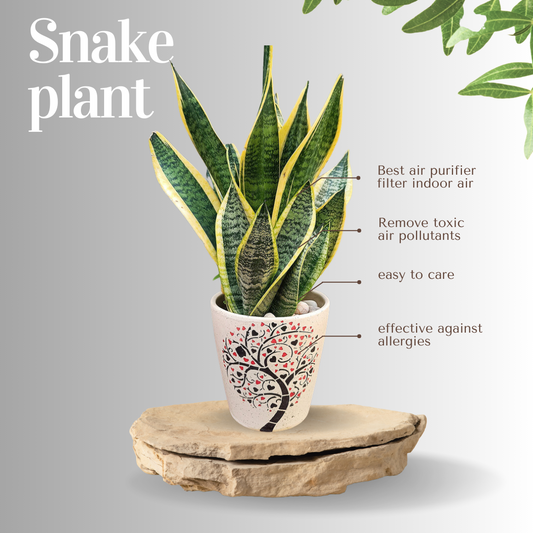 Snake Plant: HYBRID