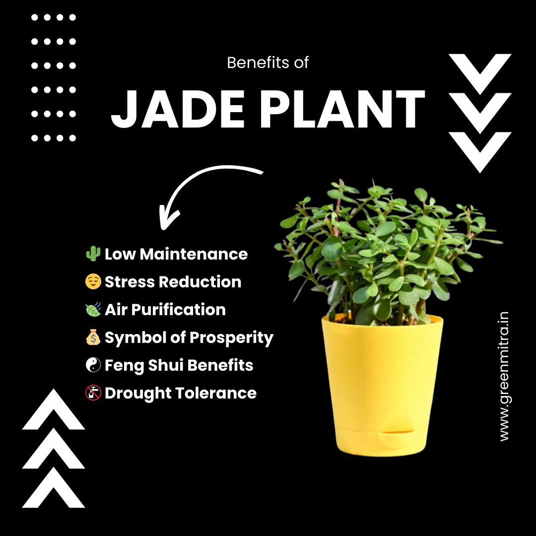 Jade Plant