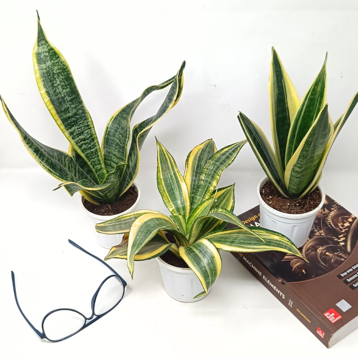 स्नेक प्लांट (3 का सेट) संसेविया हाईकलर और संसेविया सिंगल गोल्डन और संसेविया गोल्डन फ्लेम