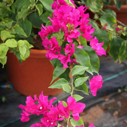 Bougainvillea Combo (Set of 4)- Delhi NCR only