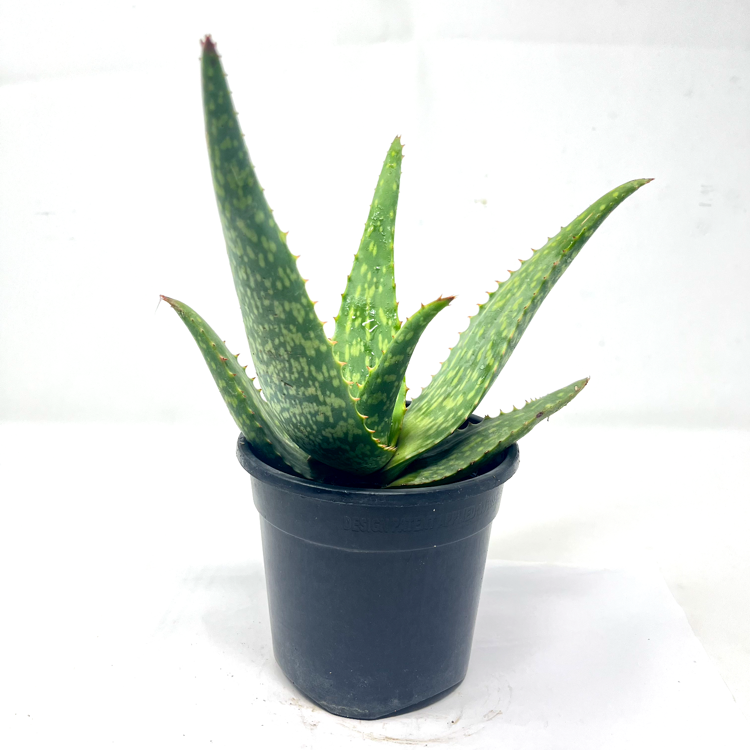 Aloevera sweet