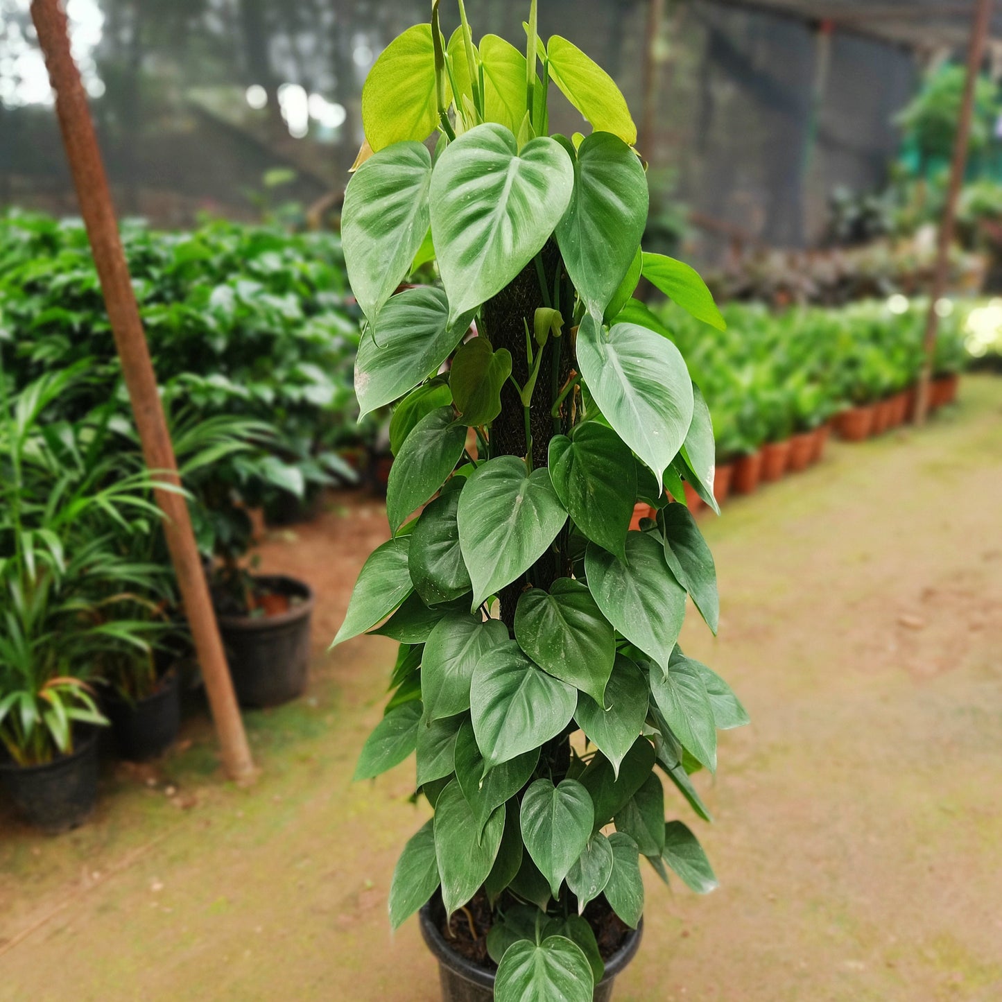 Green Oxycardium with Moss stick