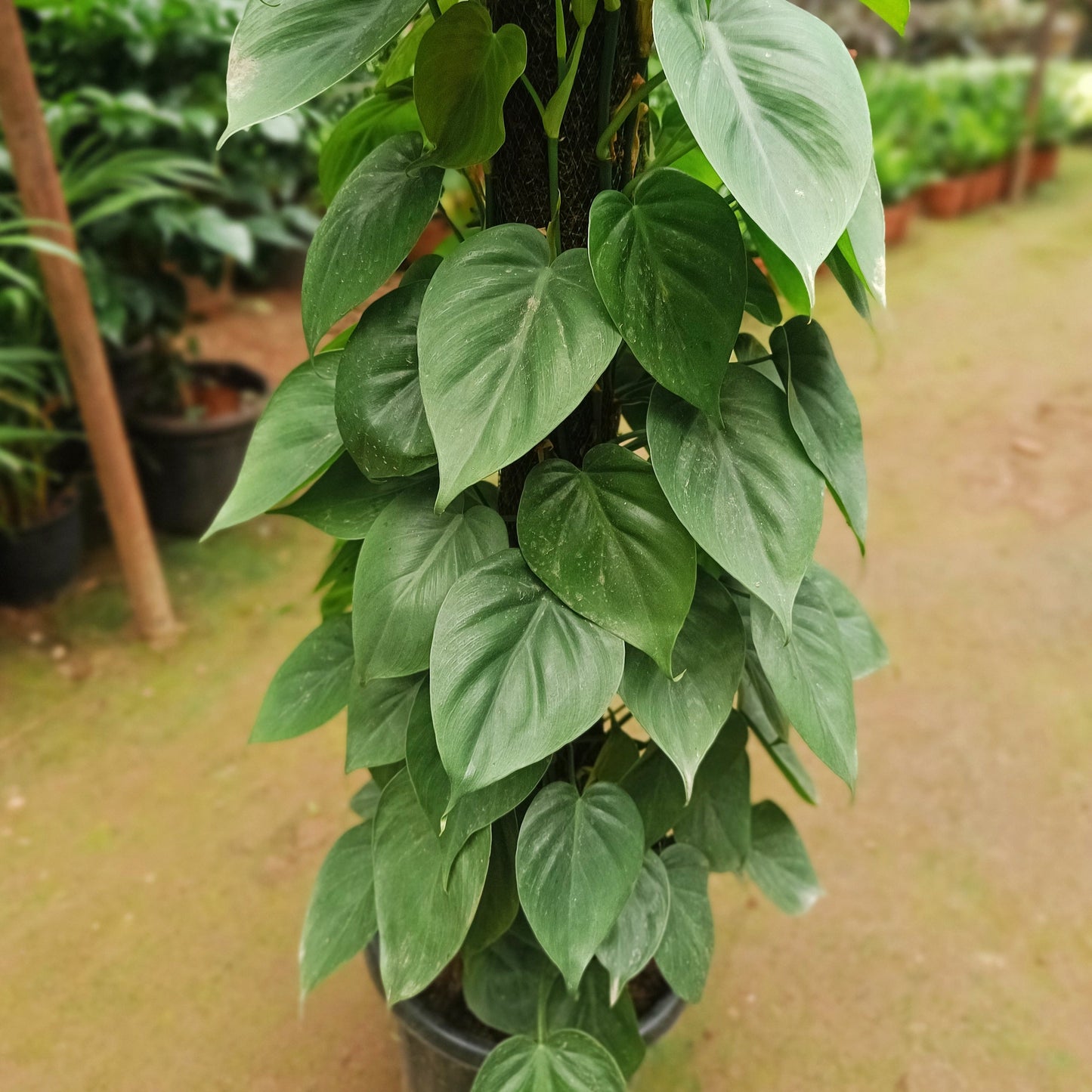 Green Oxycardium with Moss stick