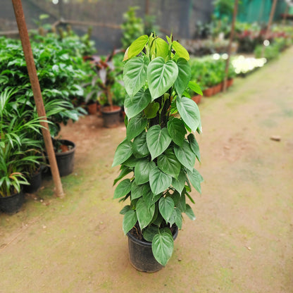 Green Oxycardium with Moss stick