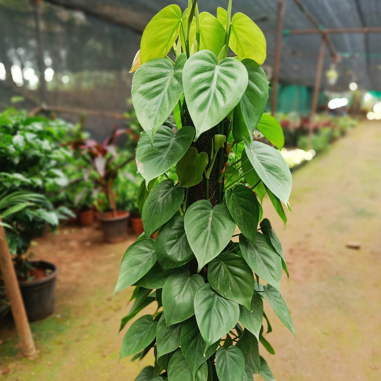 Green Oxycardium with Moss stick