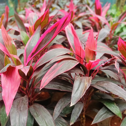 Dracena Mahatma