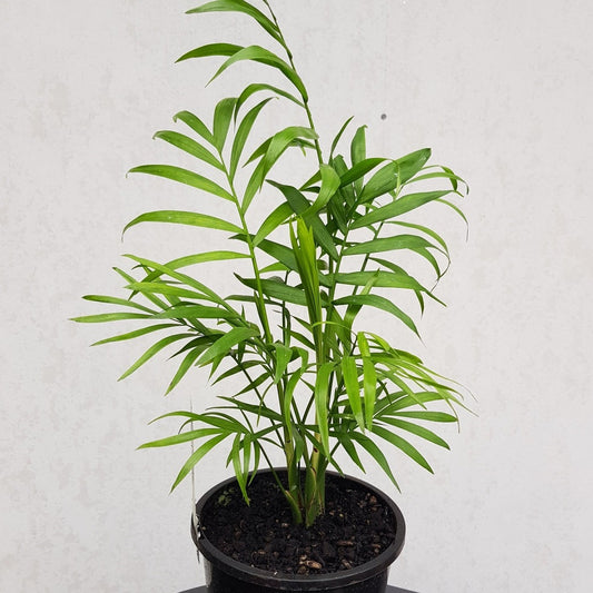 Chomendera elegan/ Parlour Palm