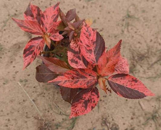 Acalypha