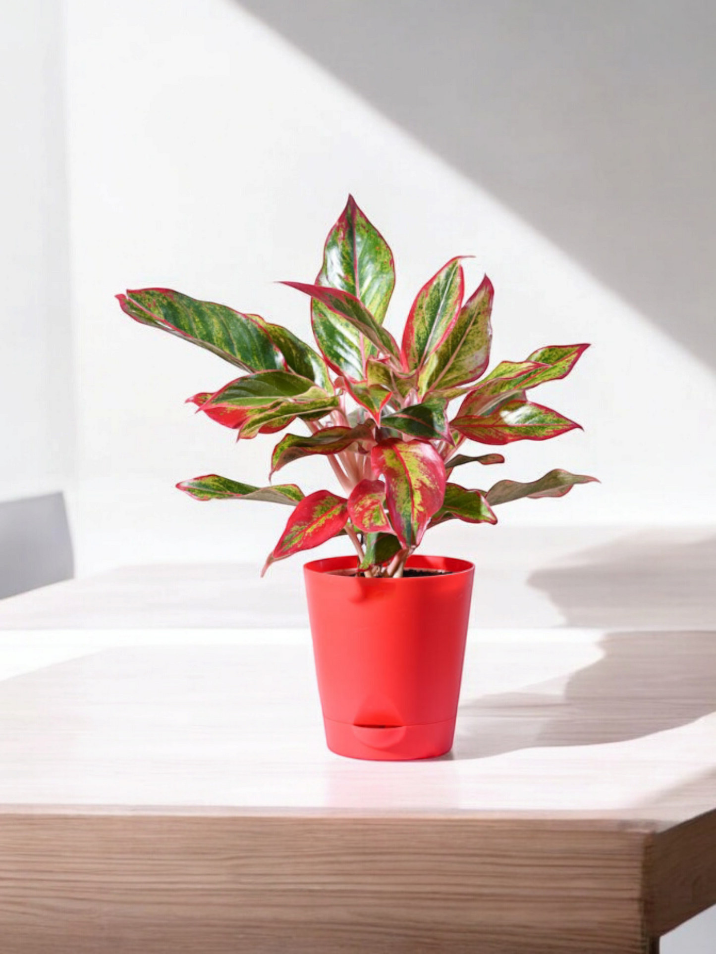 Aglaonema Lipstick