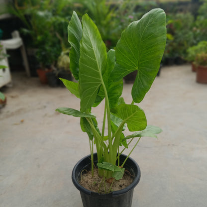 Elephant Ear