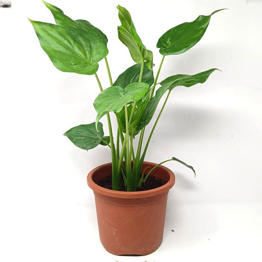 Alocasia cucullata