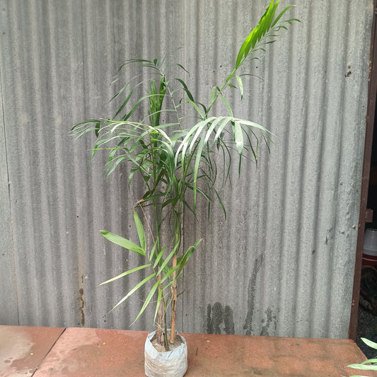 Chomendera elegan/ Parlour Palm