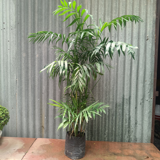 Chomendera elegan/ Parlour Palm