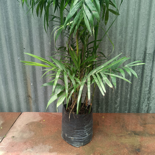 Chomendera elegan/ Parlour Palm