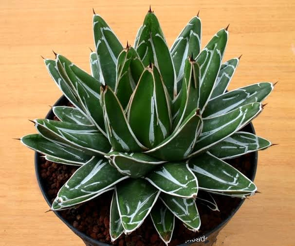 Agave victoria ragni white