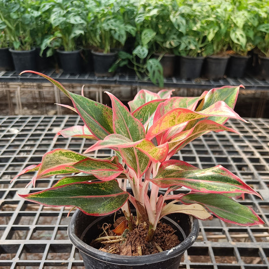 Aglaonema Lipstick