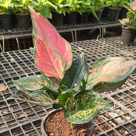 Aglaonema Varigated