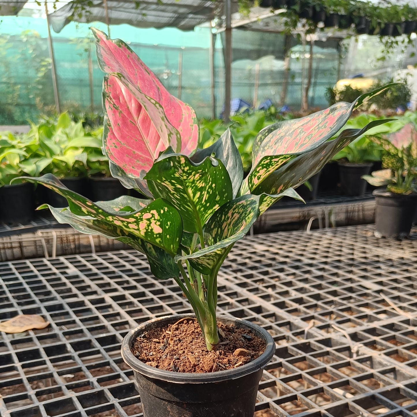 Aglaonema Varigated