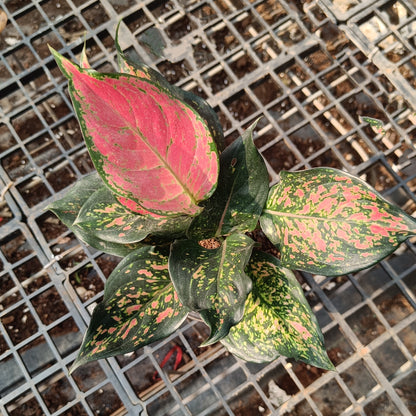 Aglaonema Varigated