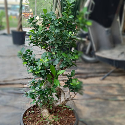Big bonsai- ficus microcarpa