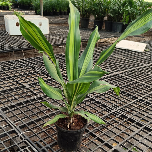 Dracaena