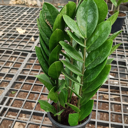 Zamia ZZ Plant