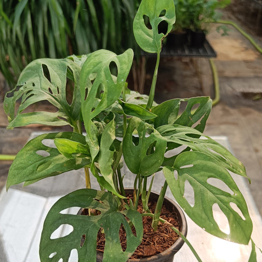 मॉन्स्टेरा एडानसोनी