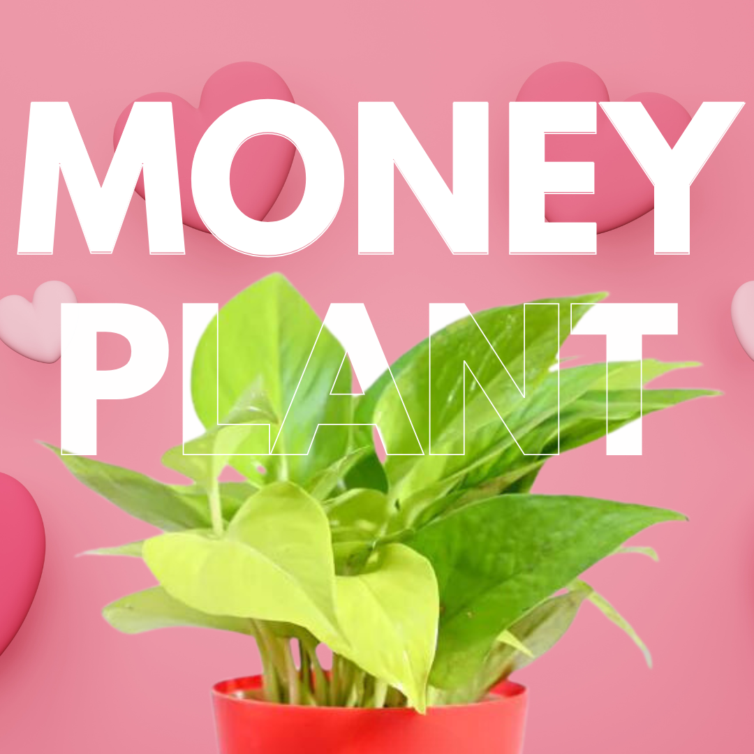 Money Plant Golden Valentine Gift