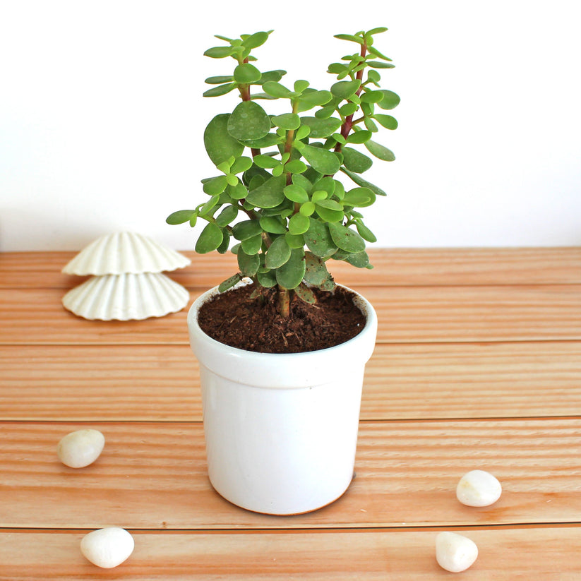 Jade Plant in ceramic pot