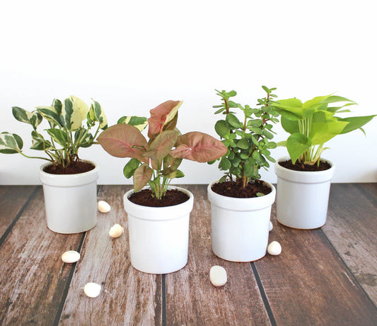 Air purifier plants set