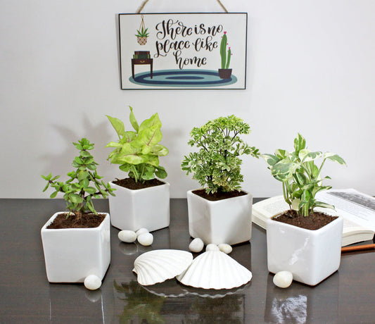 Air purifier plants set