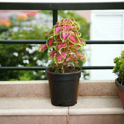 Coleus