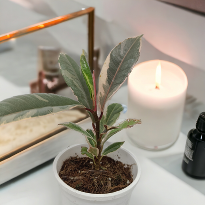 रबर हरा विभिन्न प्रकार का पौधा