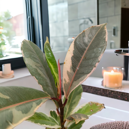 रबर हरा विभिन्न प्रकार का पौधा