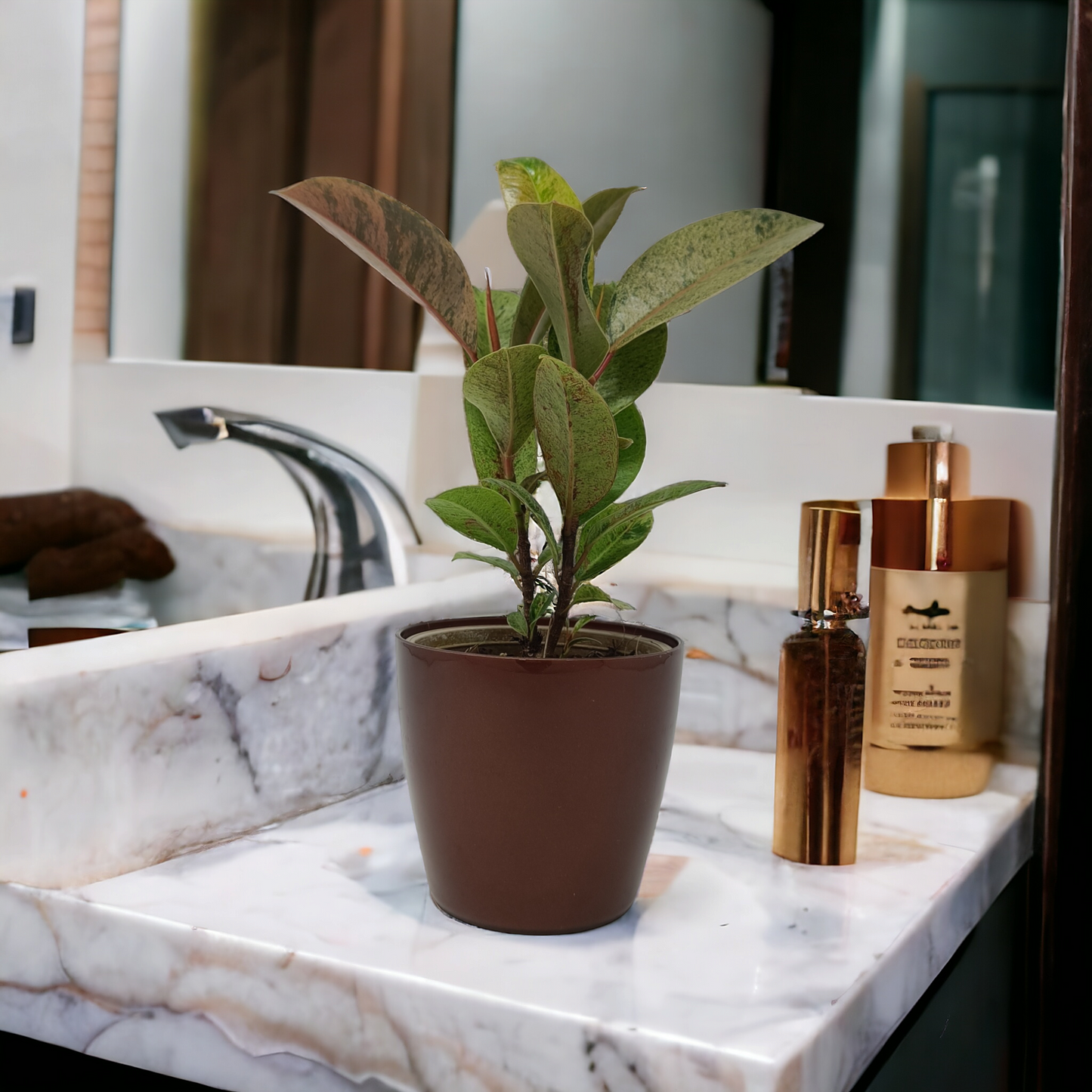 Rubber Plant Variegated