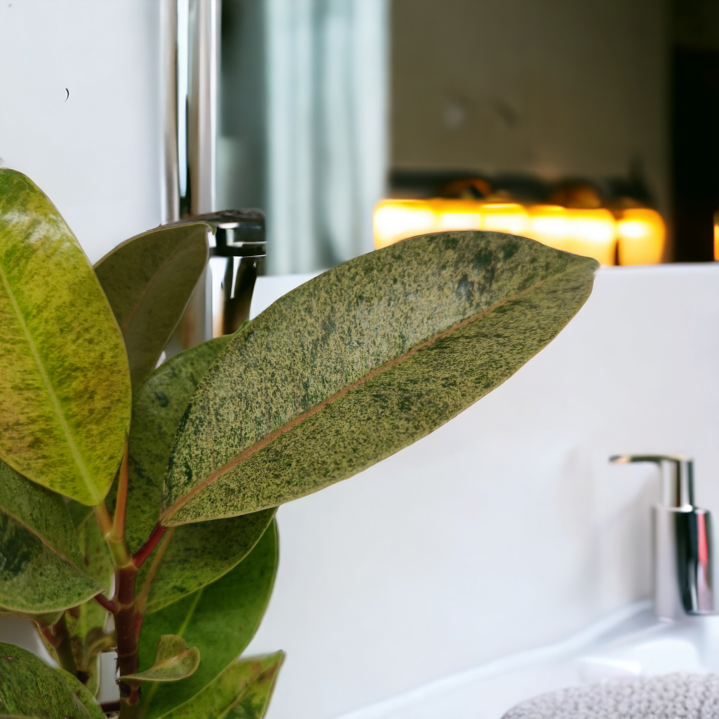 Rubber Plant Variegated