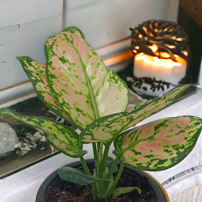 Aglaonema pink