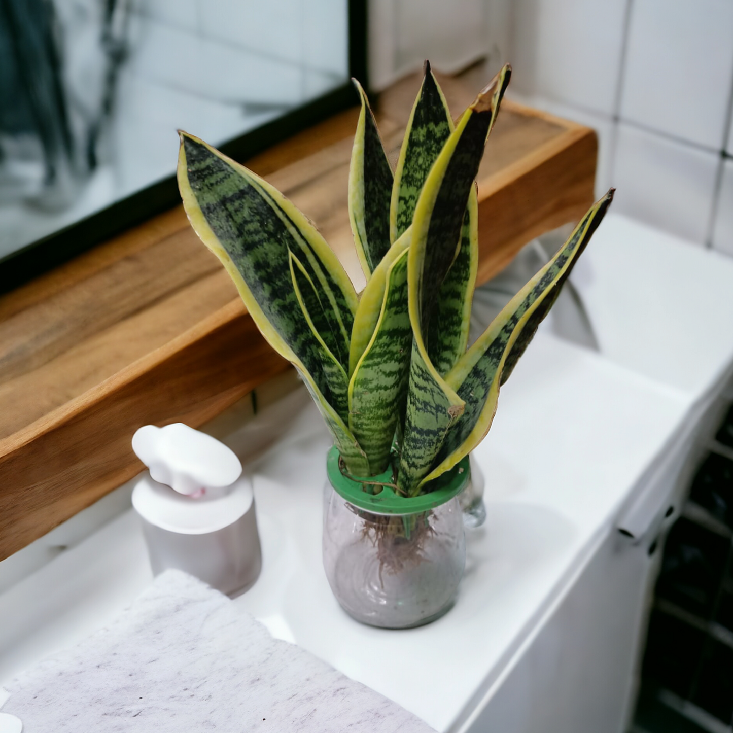 Sansevieria superba (Hydrophonic)