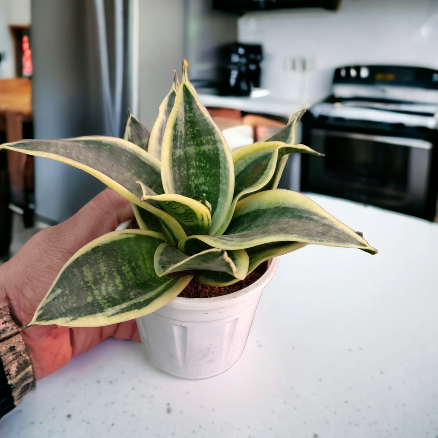 Snake plant Golden dwarf