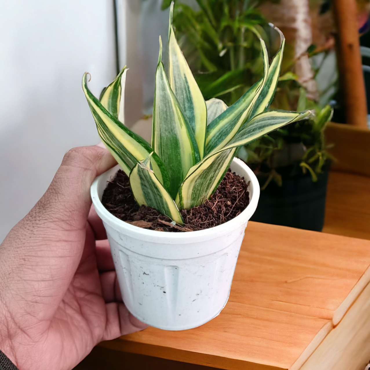 Sansevieria Highcolour