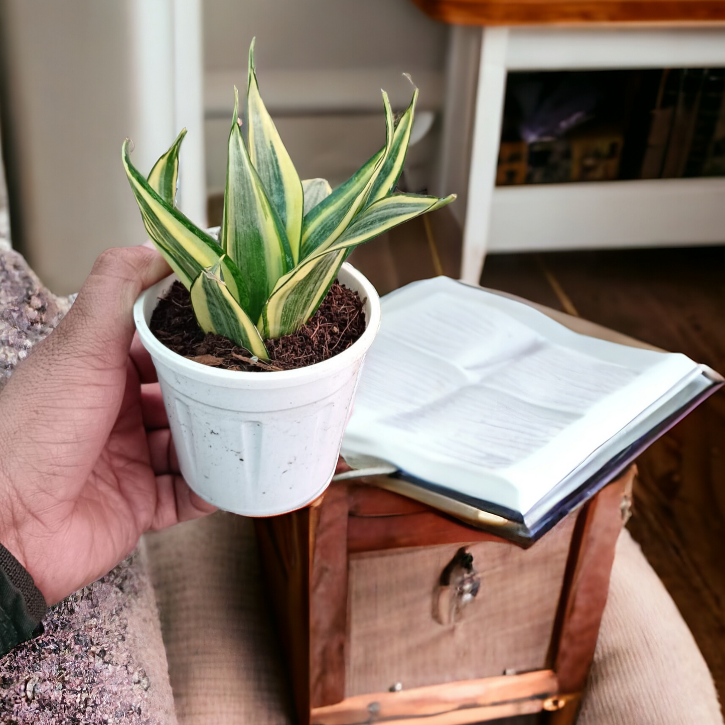 Sansevieria Highcolour