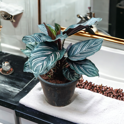 Calathea Pinstick