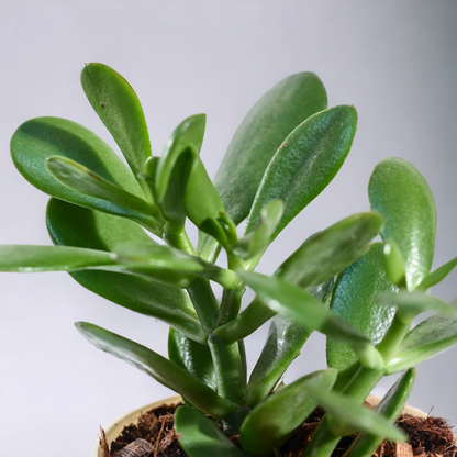 Crassula | Kuberakshi Plant
