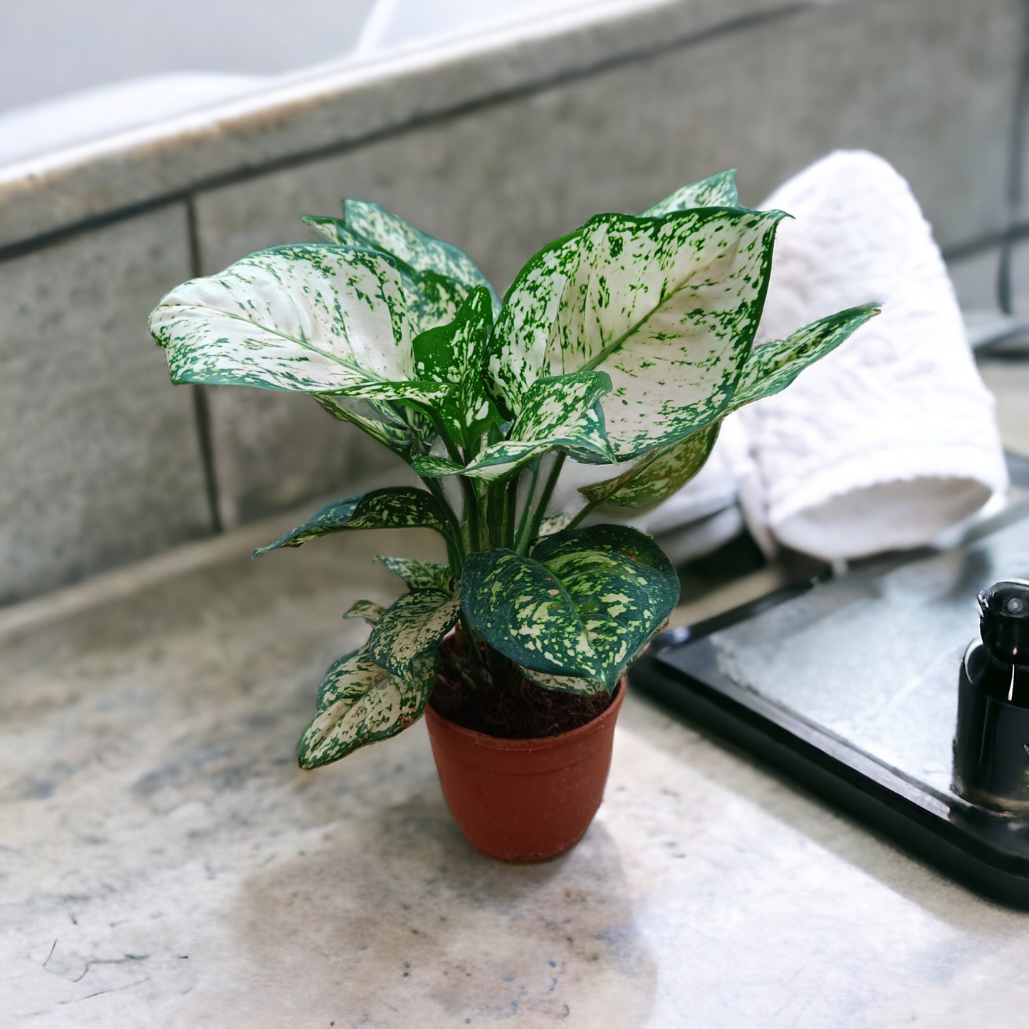 Aglaonema Beauty