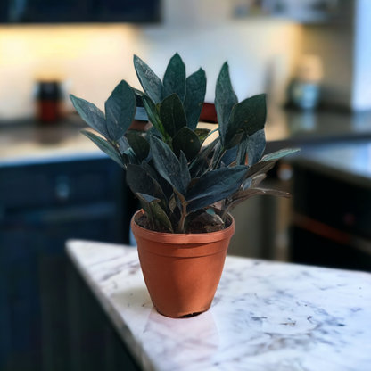 Black ZZ Plant