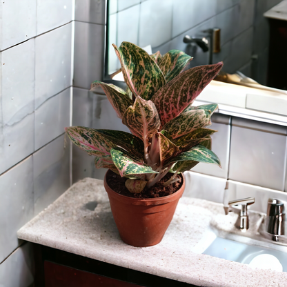 Aglaonema Greengrow