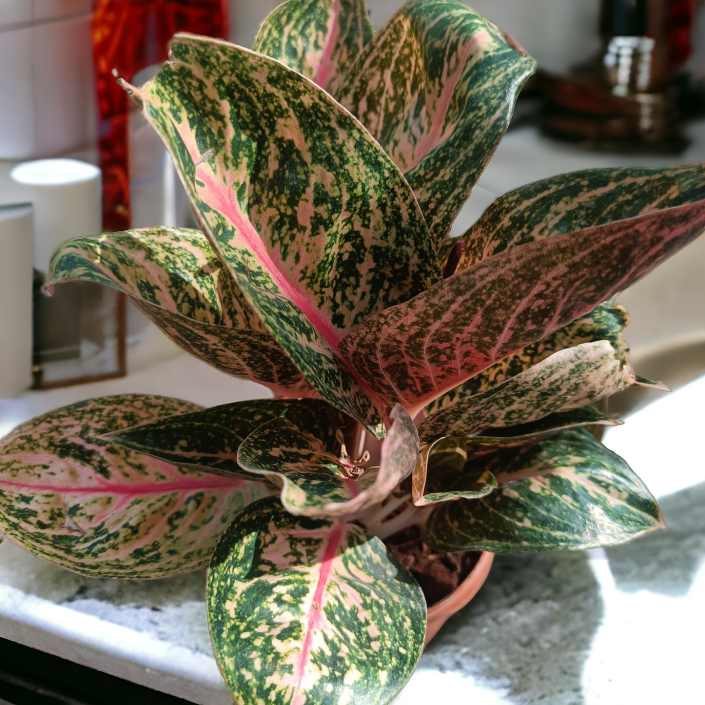 Aglaonema Greengrow