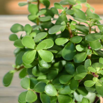 Jade Plant