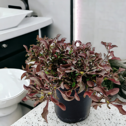 Alternanthera red