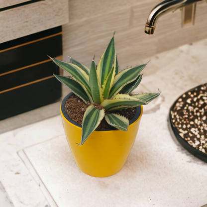 Agave Lophantha in Yellow Pot